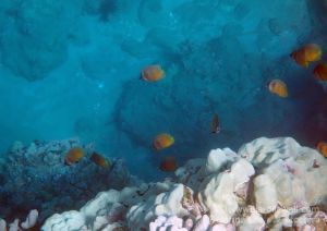 Blacklip Butterflyfish at Edge of Reef, Ulua
